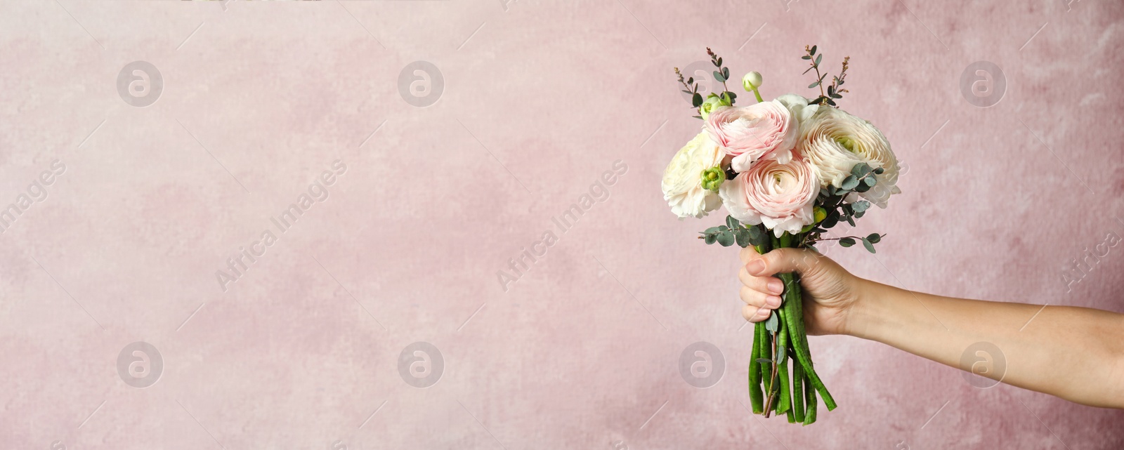 Image of Woman holding bouquet with beautiful ranunculus flowers on pink background, space for text. Banner design