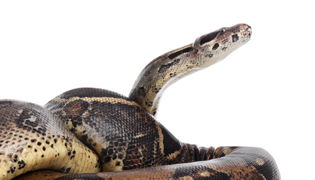 Photo of Brown boa constrictor on white background. Exotic snake