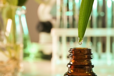 Clear drop falling from leaf into small bottle on blurred background, closeup with space for text. Plant chemistry