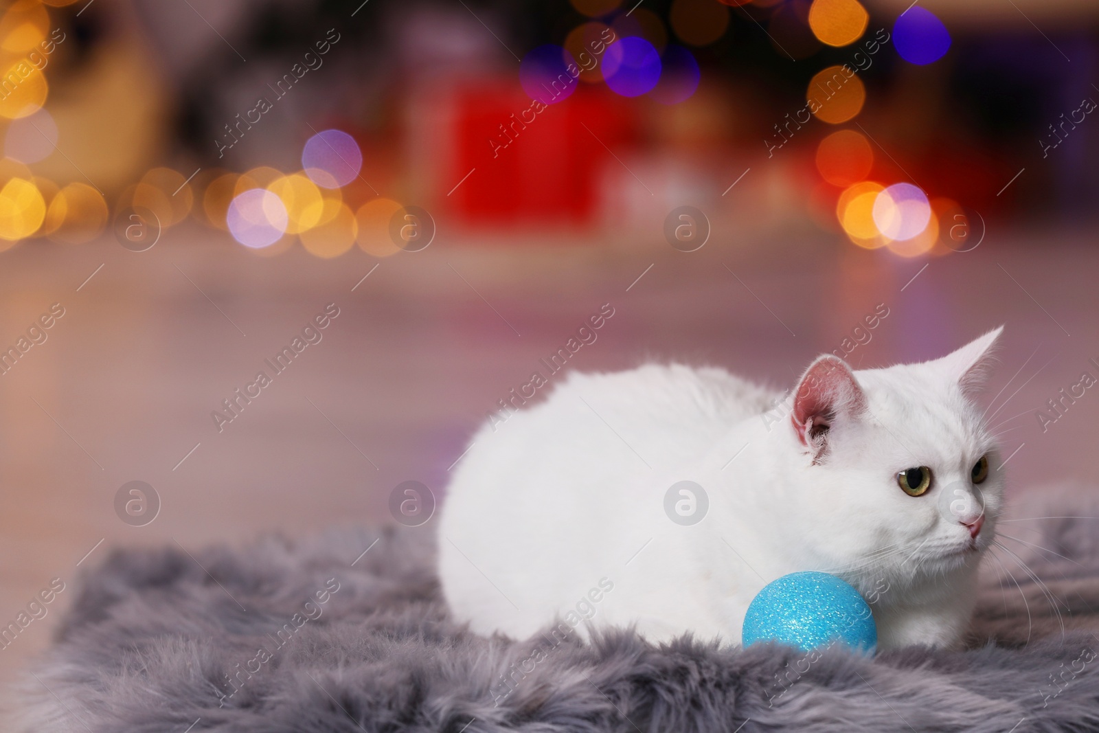 Photo of Christmas atmosphere. Adorable cat with bauble resting on rug against blurred lights. Space for text