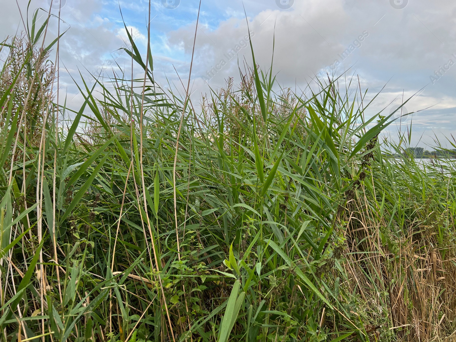 Photo of Picturesque view of river reeds and cloudy sky