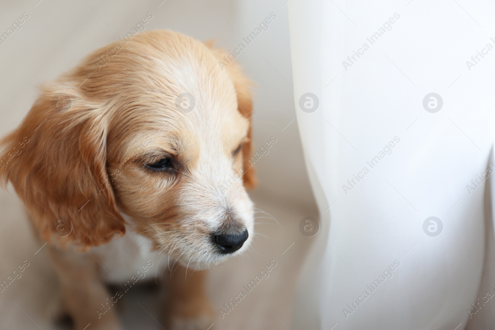 Photo of Cute English Cocker Spaniel puppy indoors. Space for text