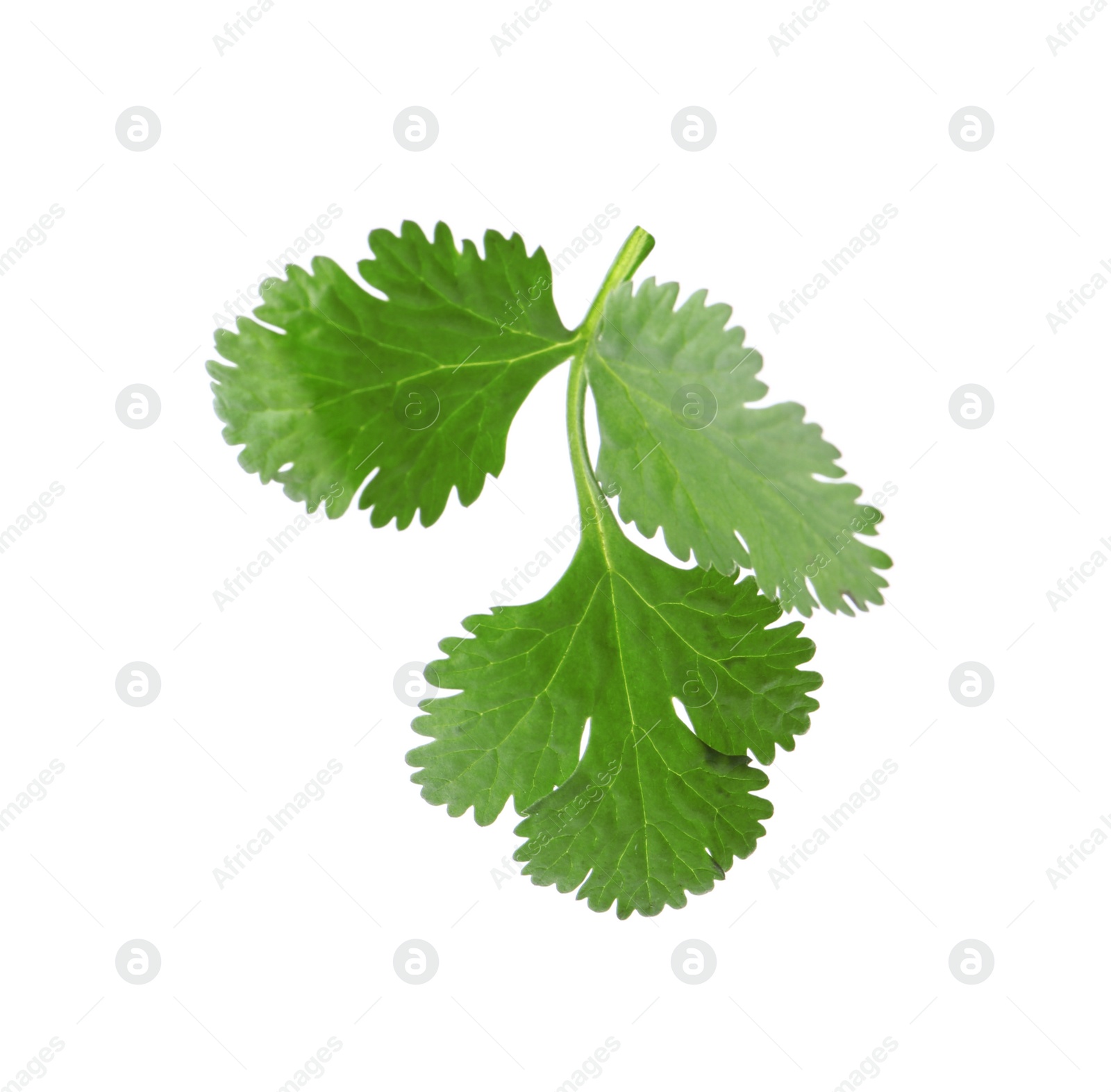 Photo of Aromatic fresh green cilantro isolated on white