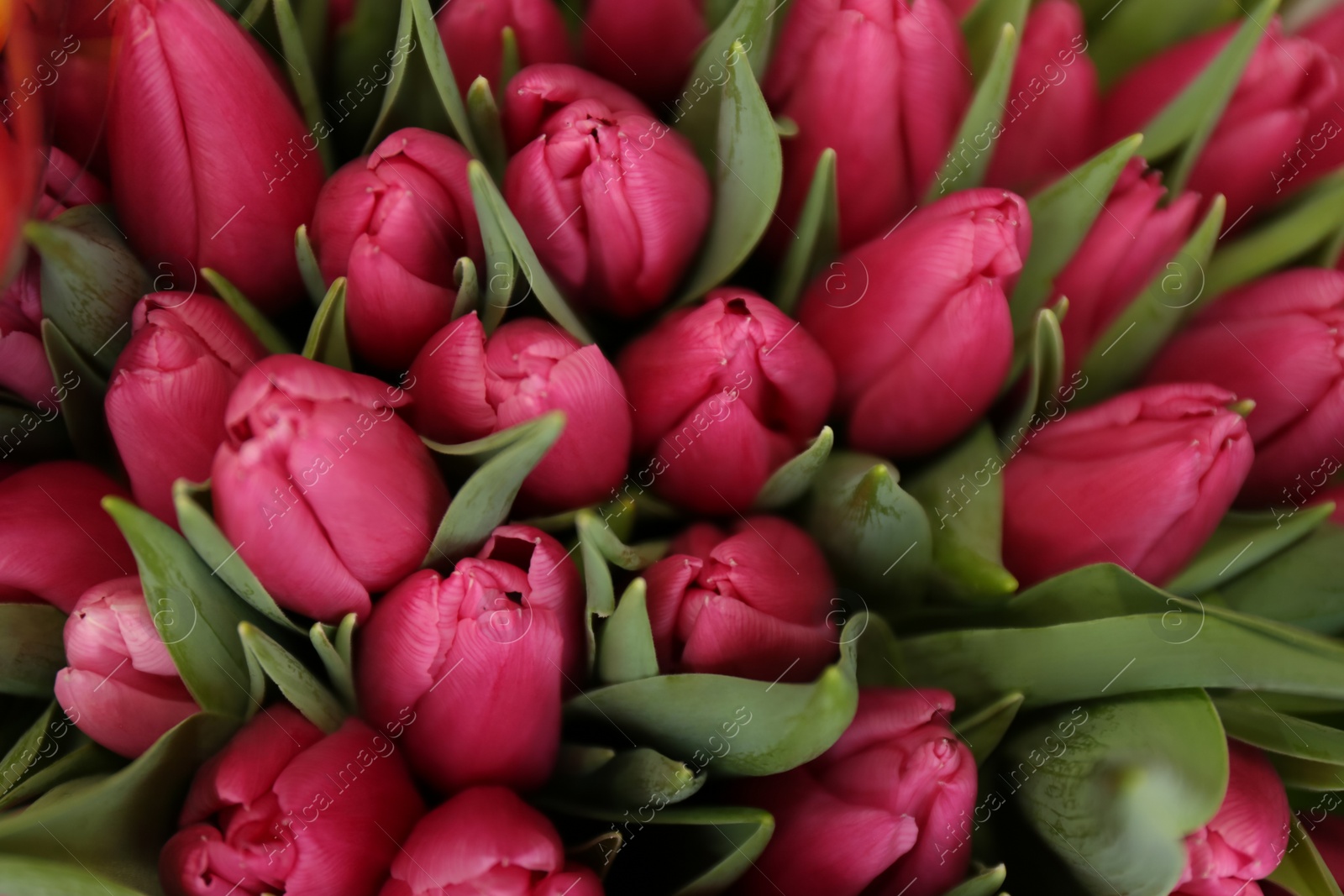 Photo of Fresh beautiful tulip flowers as background, top view