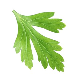 Photo of Fresh green parsley leaf isolated on white