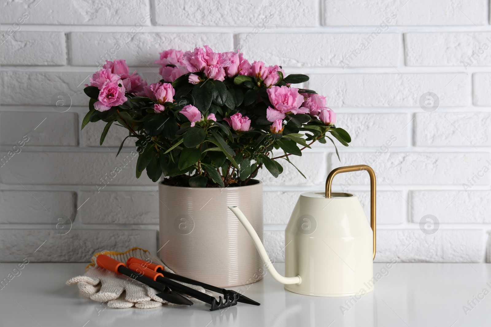 Photo of Beautiful Azalea flower in plant pot and gardening tools on table against brick wall. House decor