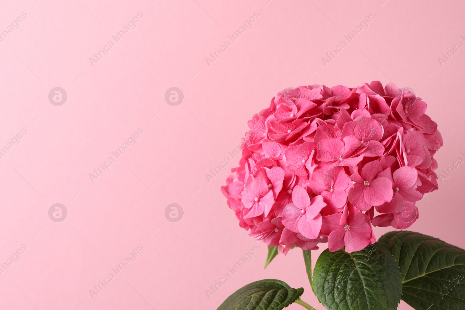 Photo of Branch of hortensia plant with delicate flowers on pink background. Space for text