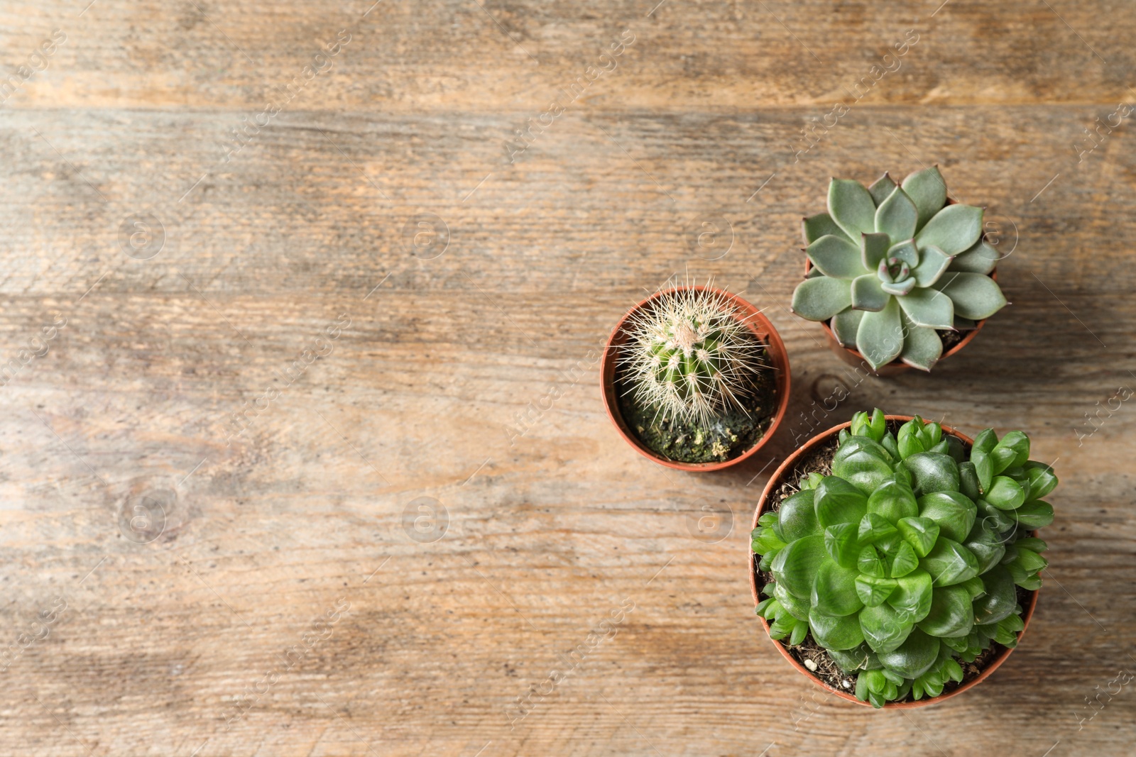 Photo of Flat lay composition with different succulent plants in pots on wooden table, space for text. Home decor