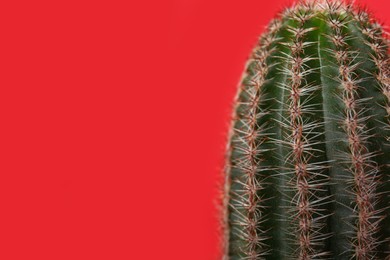 Photo of Beautiful green cactus on red background, closeup with space for text. Tropical plant