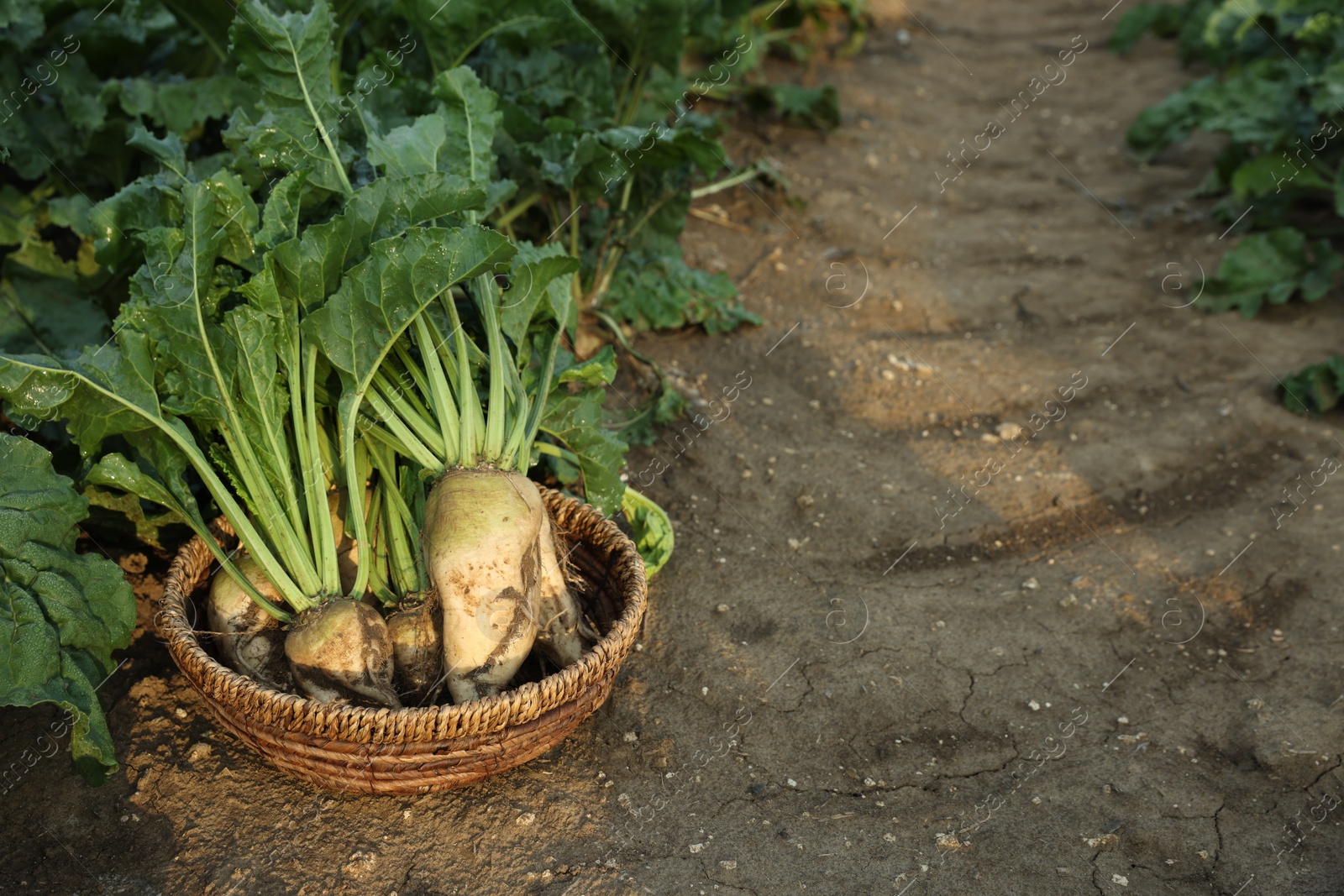 Photo of Wicker basket with fresh white beets in field, space for text