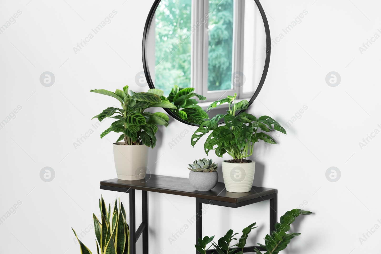 Photo of Stylish round mirror on white wall over table with houseplants in room