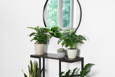 Stylish round mirror on white wall over table with houseplants in room