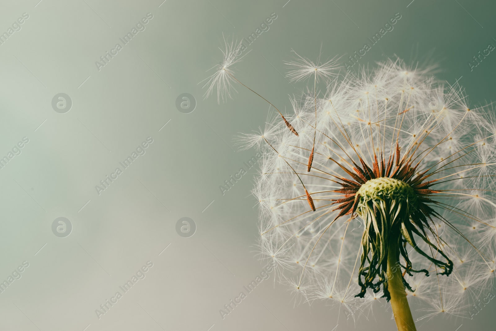 Photo of Beautiful dandelion flower on light blue background, closeup. Space for text