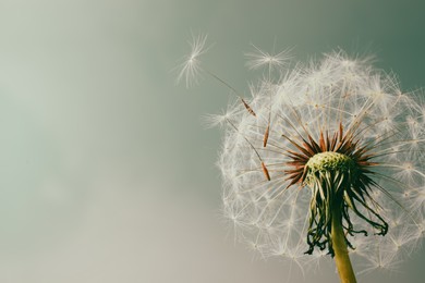 Photo of Beautiful dandelion flower on light blue background, closeup. Space for text