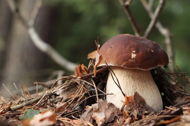 Photo of Beautiful porcini mushroom growing in forest on autumn day, space for text