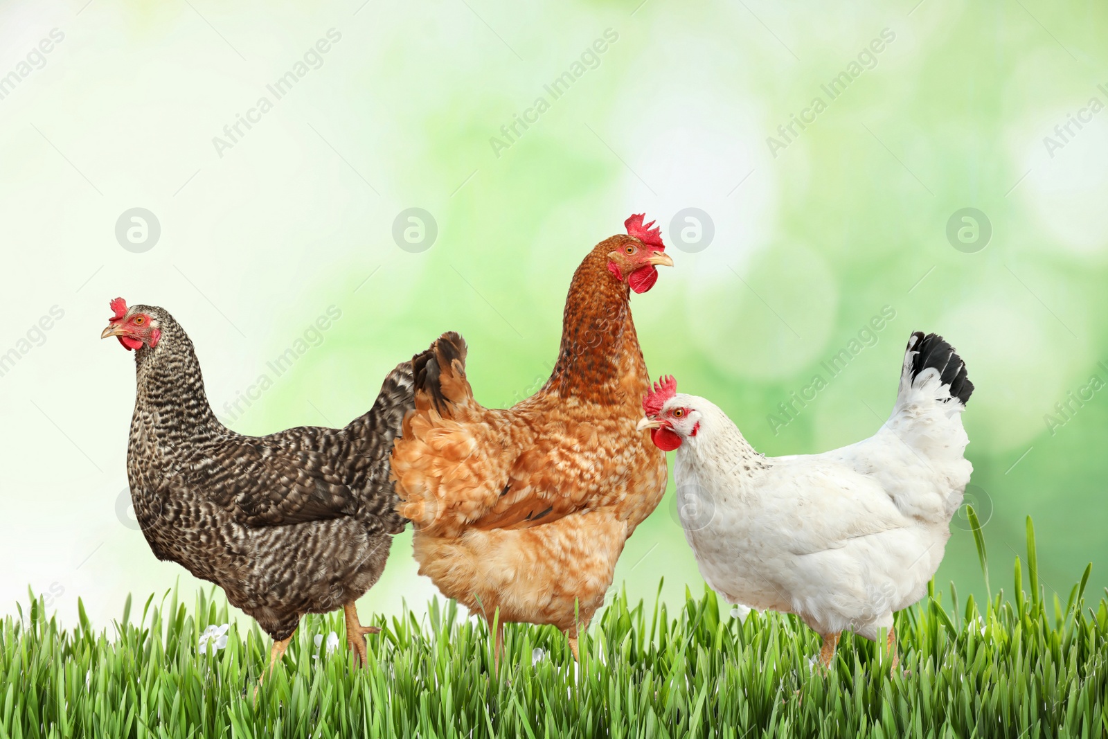 Image of Beautiful chickens on fresh green grass outdoors 