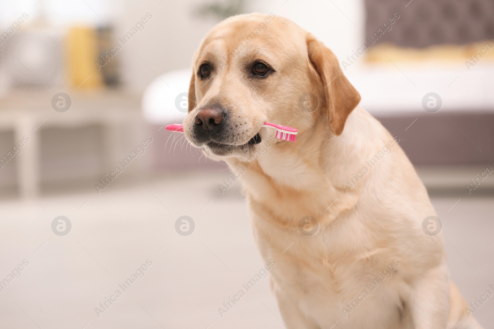 Photo of Adorable labrador retriever with toothbrush indoors