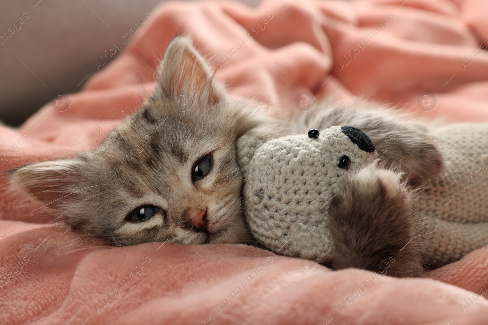 Photo of Cute kitten with toy on soft pink blanket