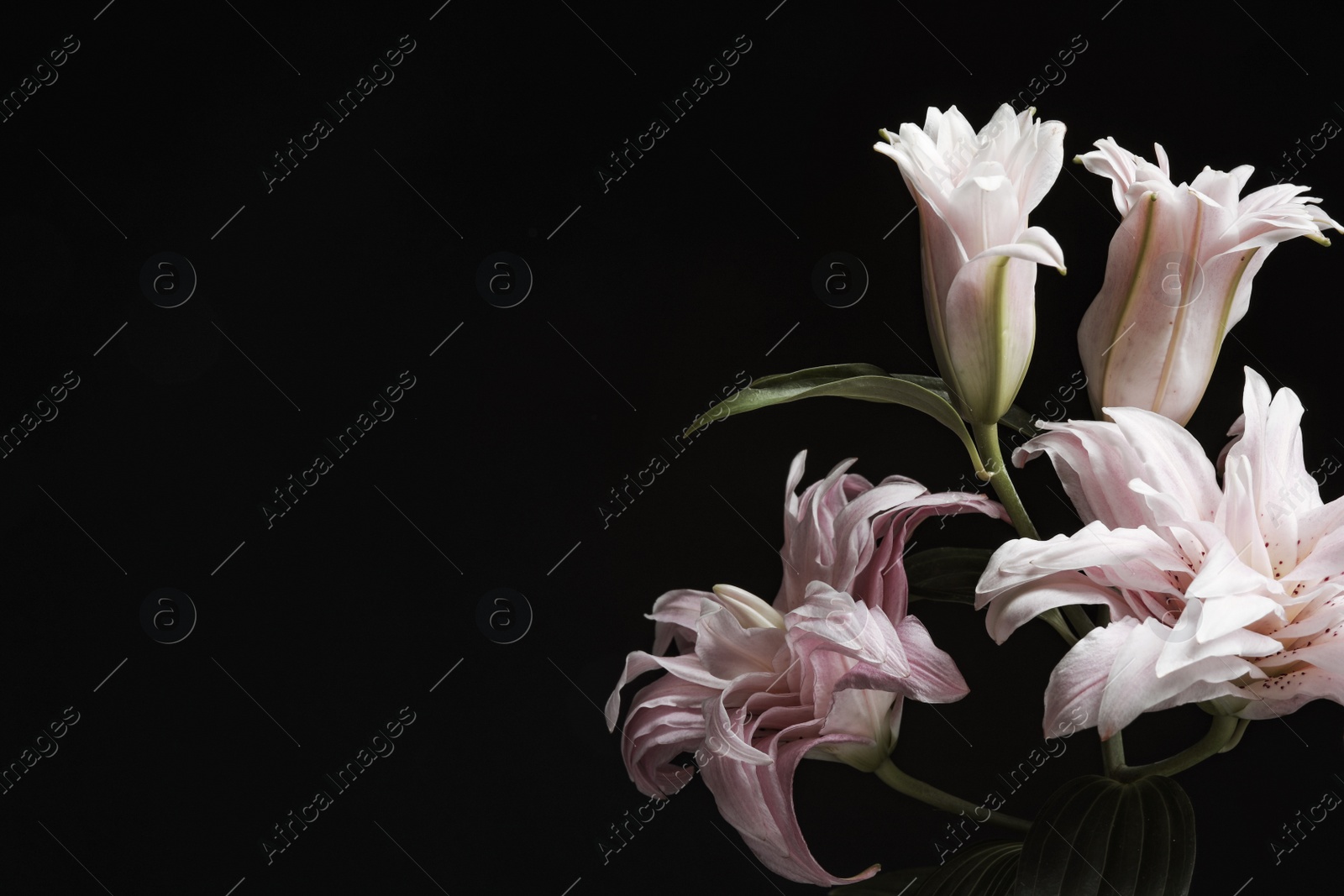 Photo of Beautiful fresh lily flowers on black background, space for text. Floral card design with dark vintage effect