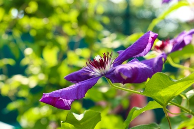 Photo of Beautiful blooming clematis in garden on sunny day, closeup