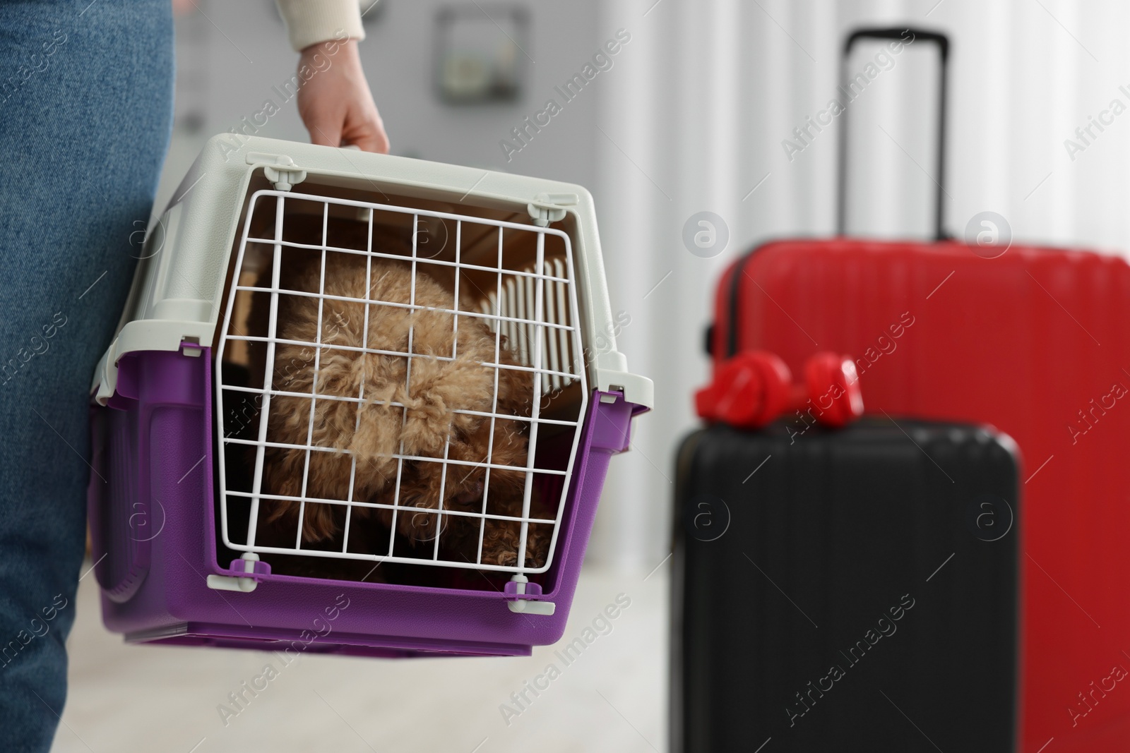 Photo of Travel with pet. Woman holding carrier with dog at home, closeup