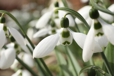 Beautiful white blooming snowdrops growing outdoors, closeup