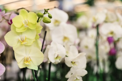 Photo of Beautiful blooming tropical orchid flowers in store. Space for text