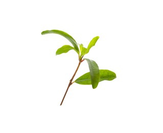 Photo of Pomegranate twig with green leaves on white background