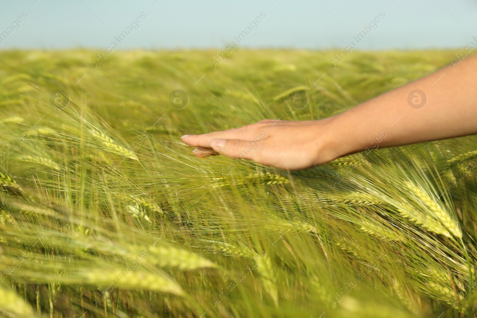 Woman in wheat field on sunny summer day, closeup on hand. Amazing nature Photo of Woman in wheat field on sunny summer day, closeup on hand. Amazing nature