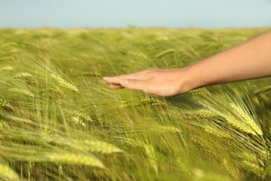 Photo of Woman in wheat field on sunny summer day, closeup on hand. Amazing nature