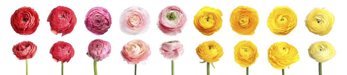 Image of Set with beautiful spring ranunculus flowers on white background. Banner design