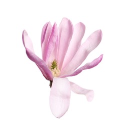 Photo of Beautiful pink magnolia flower isolated on white