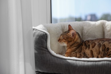 Photo of Cute Bengal cat lying on pet bed on windowsill at home