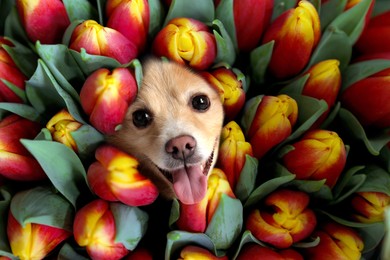 Image of Adorable Spitz surrounded by beautiful tulips. Spring mood