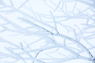 Photo of Beautiful tree branches covered with snow on winter day, closeup