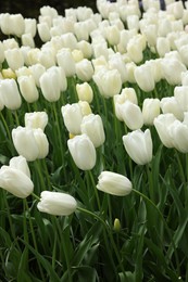 Photo of Many beautiful white tulip flowers growing outdoors, closeup. Spring season