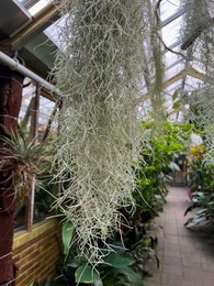 Photo of Spanish moss and other plants growing in greenhouse