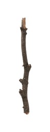 Photo of Old dry tree branch isolated on white