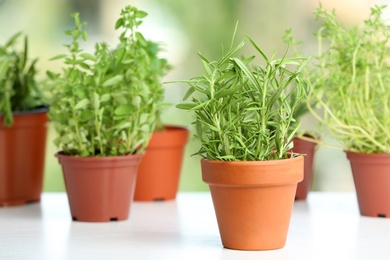 Photo of Pots with fresh rosemary on table against blurred background