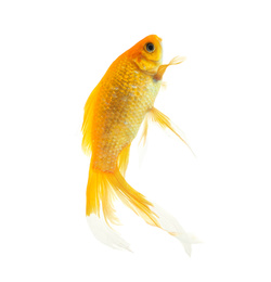 Photo of Beautiful bright small goldfish isolated on white