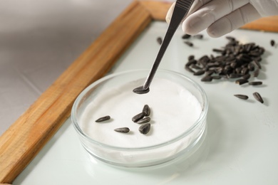 Photo of Scientist sorting sunflower seeds on glass tray at table in laboratory, closeup