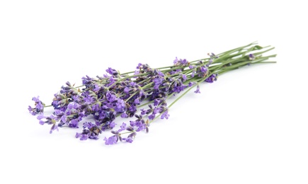 Photo of Beautiful tender lavender flowers on white background