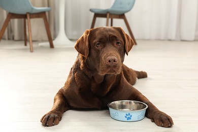 Photo of Cute friendly dog lying near feeding bowl on floor in room