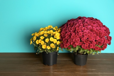 Photo of Beautiful potted chrysanthemum flowers on table against color background