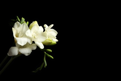 Photo of Beautiful white freesia flowers on black background. Space for text