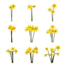 Image of Set with beautiful yellow daffodils on white background 