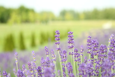Photo of Beautiful blooming lavender growing in field, closeup
