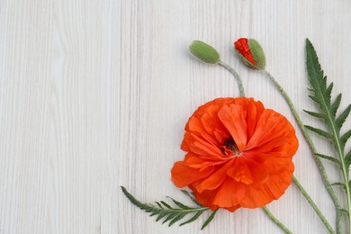 Beautiful bright red poppy flowers on white wooden background, flat lay. Space for text