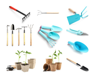 Image of Set of gardening tools and vegetable seedlings on white background