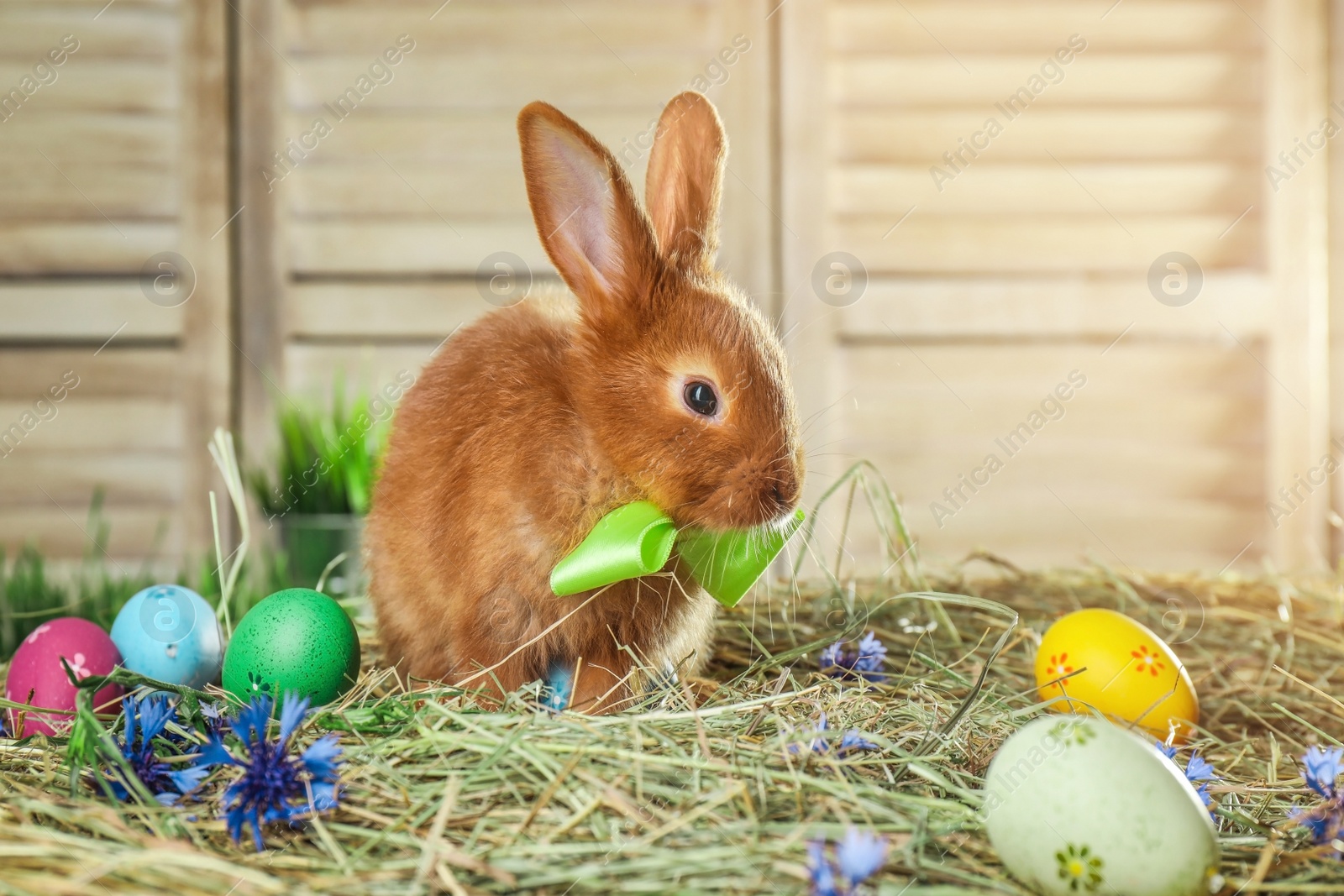 Photo of Adorable Easter bunny and dyed eggs on straw